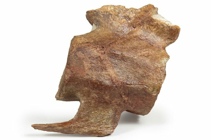 Fossil Plesiosaur Vertebra - Asfla, Morocco #241041